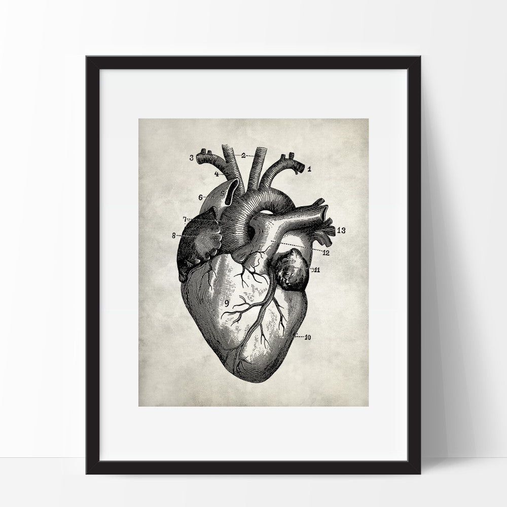 Anatomy Heart Art Print Human Anatomy