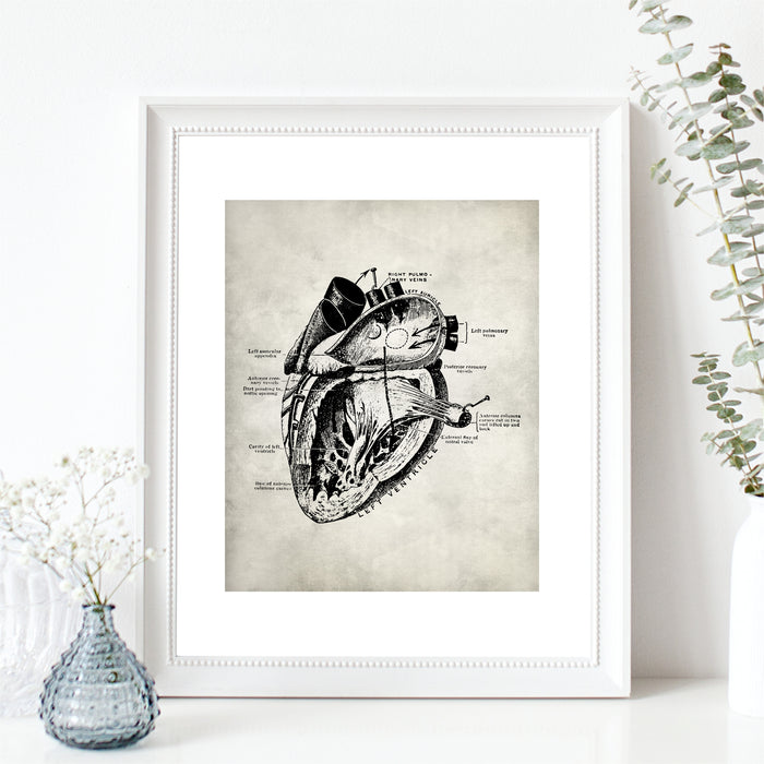 Medical Anatomy Heart Art
