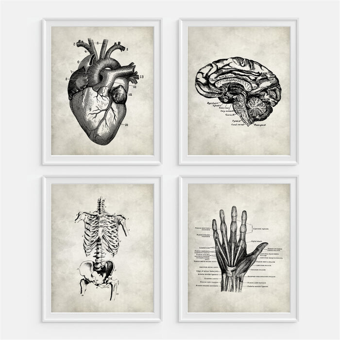 Anatomy Wall Art Heart Brain Skeleton Hand
