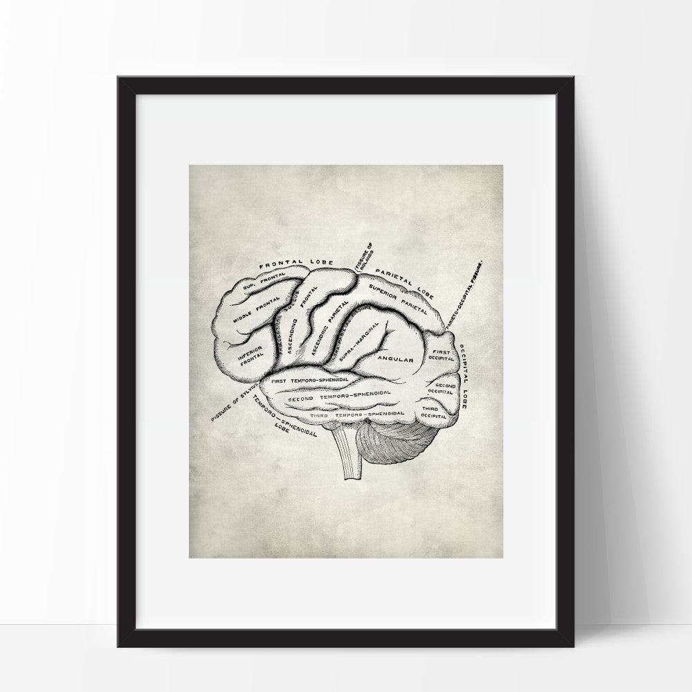 Medical Anatomy Brain Wall Art