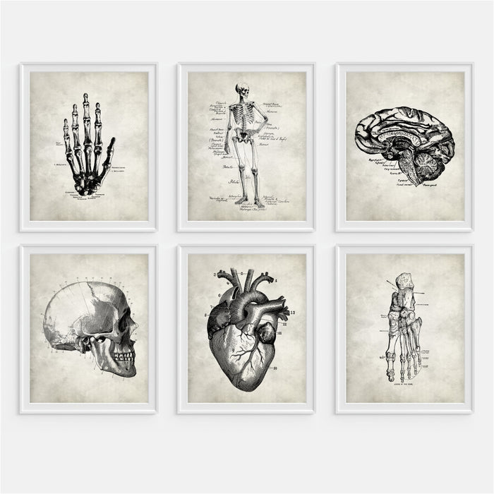 Anatomy Wall Art - Set of Six