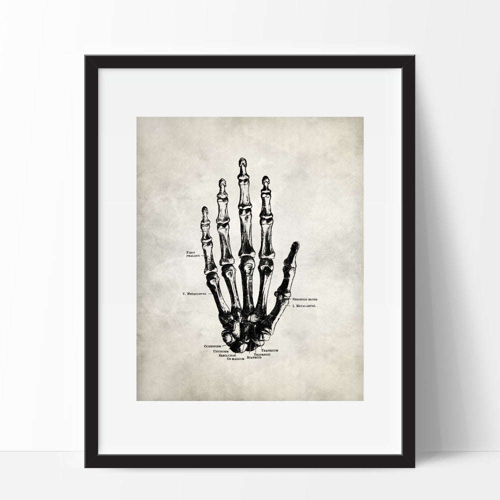 Human Anatomy Hand Wall Art Hand Skeleton