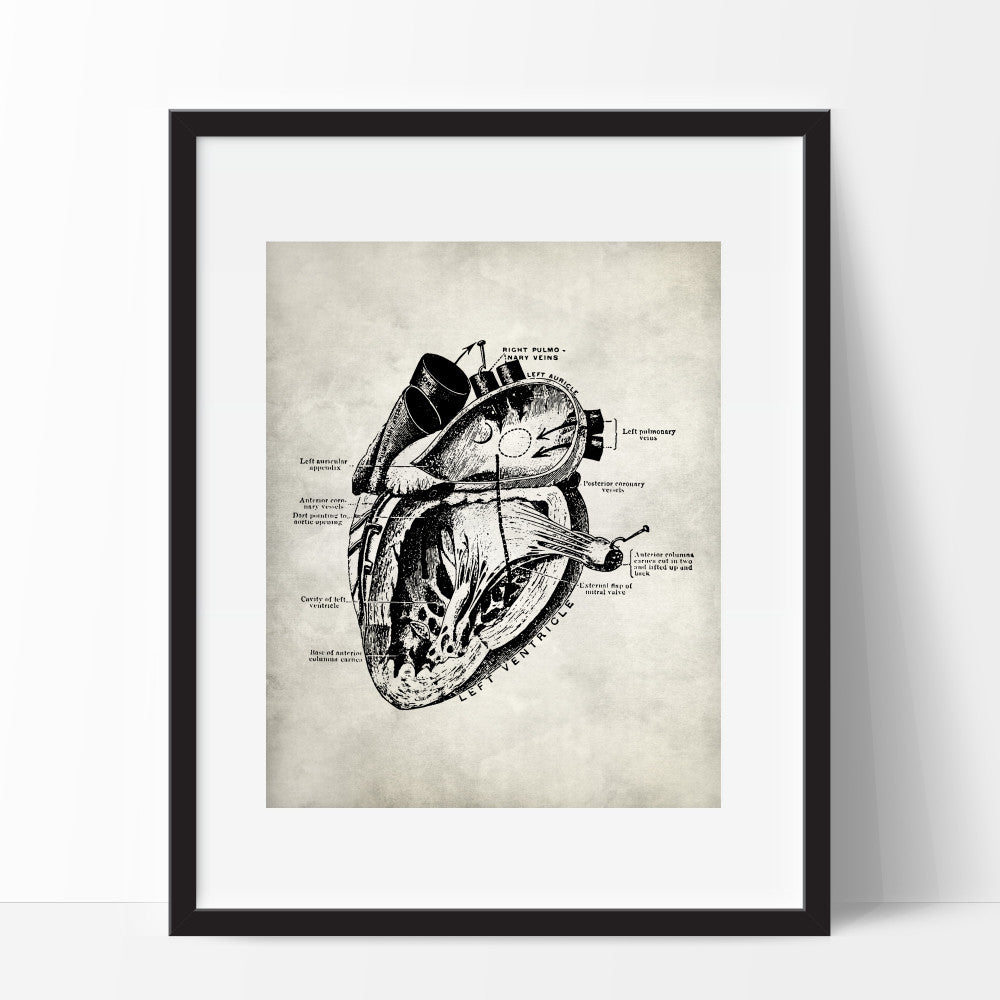 Anatomy Heart Art