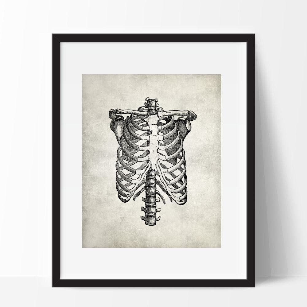 Anatomy Medical Wall Art Rib Cage