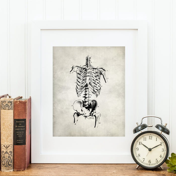 Medical Anatomy Skeletal Art Print
