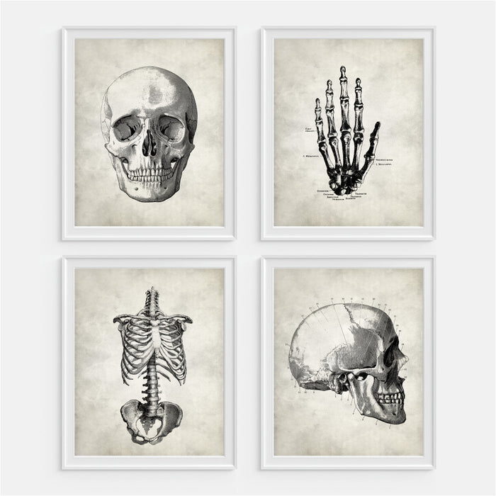 Anatomy Set of Four Art Prints Skull Hand Rib Cage