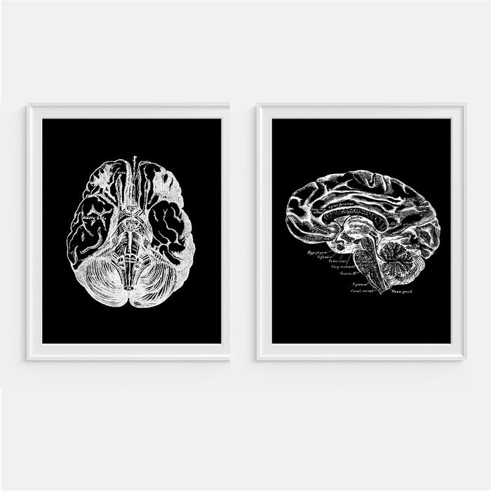 Brain Anatomy Wall Art - Black & White