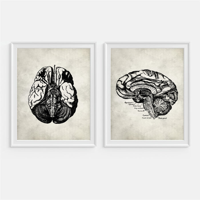 Brain Anatomy Wall Art