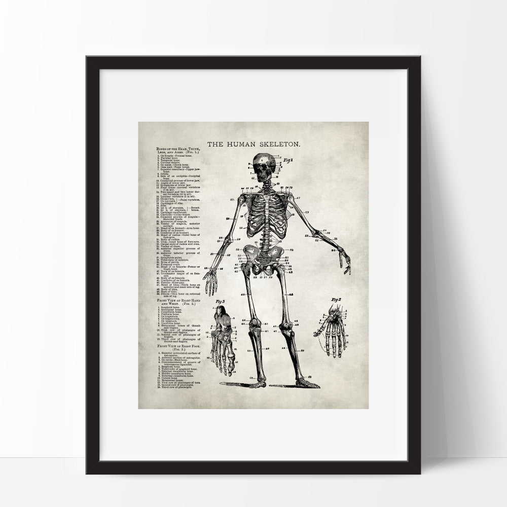 Skeleton Anatomy Art Print