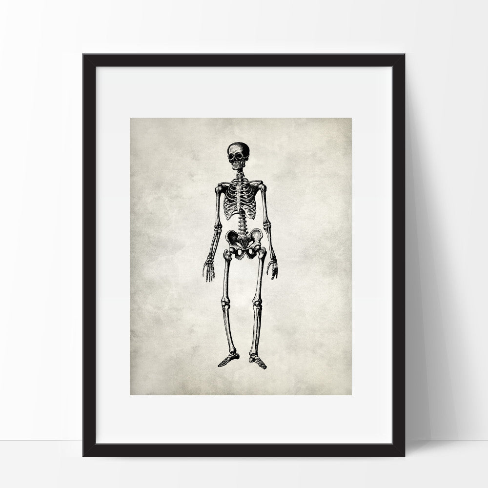 Skeletal Anatomy Art Print