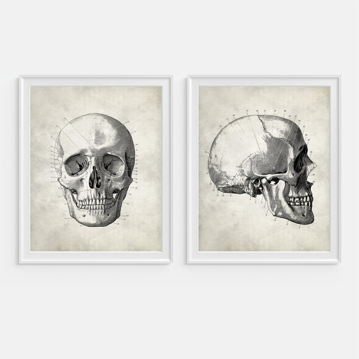 Skull Human Anatomy Wall Art Set of Two Prints